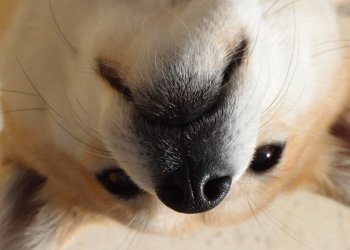 dogecoin dog-1203351_1280