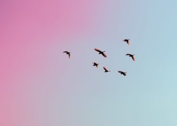 Hoskinson Tweets Birds Again: Is a Cardano Announcement Coming Soon?