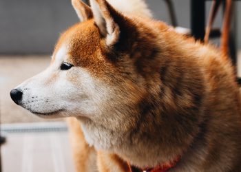 Dogecoin Holds Strong Against Weekend Flash Crash, What is Happening?