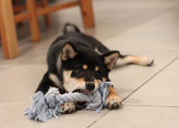 Dogecoin DOGE DOGEUSDT