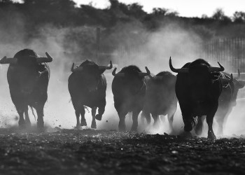 bitcoin btc bull bottom