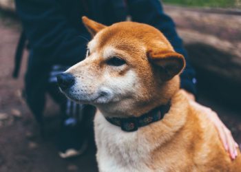 Justin Sun Offers $50M Dogecoin For TRX And BTT SpaceX Satellite Launch