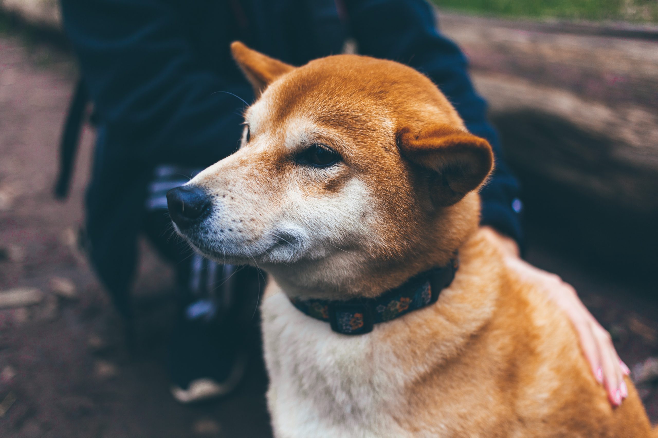 Dogecoin Proving The Haters Wrong as Market Cap Now Exceeds Twitter