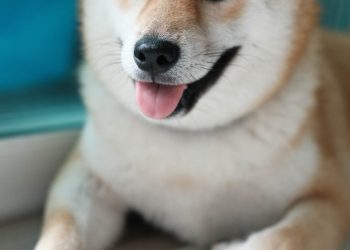 Elon Musk Brushes Off SNL Fail, Plans To Literally Send Dogecoin To The Moon