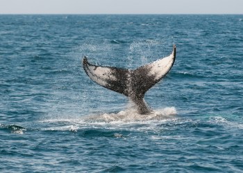 12K BTC Removed From Coinbase, Are Whales Relenting?