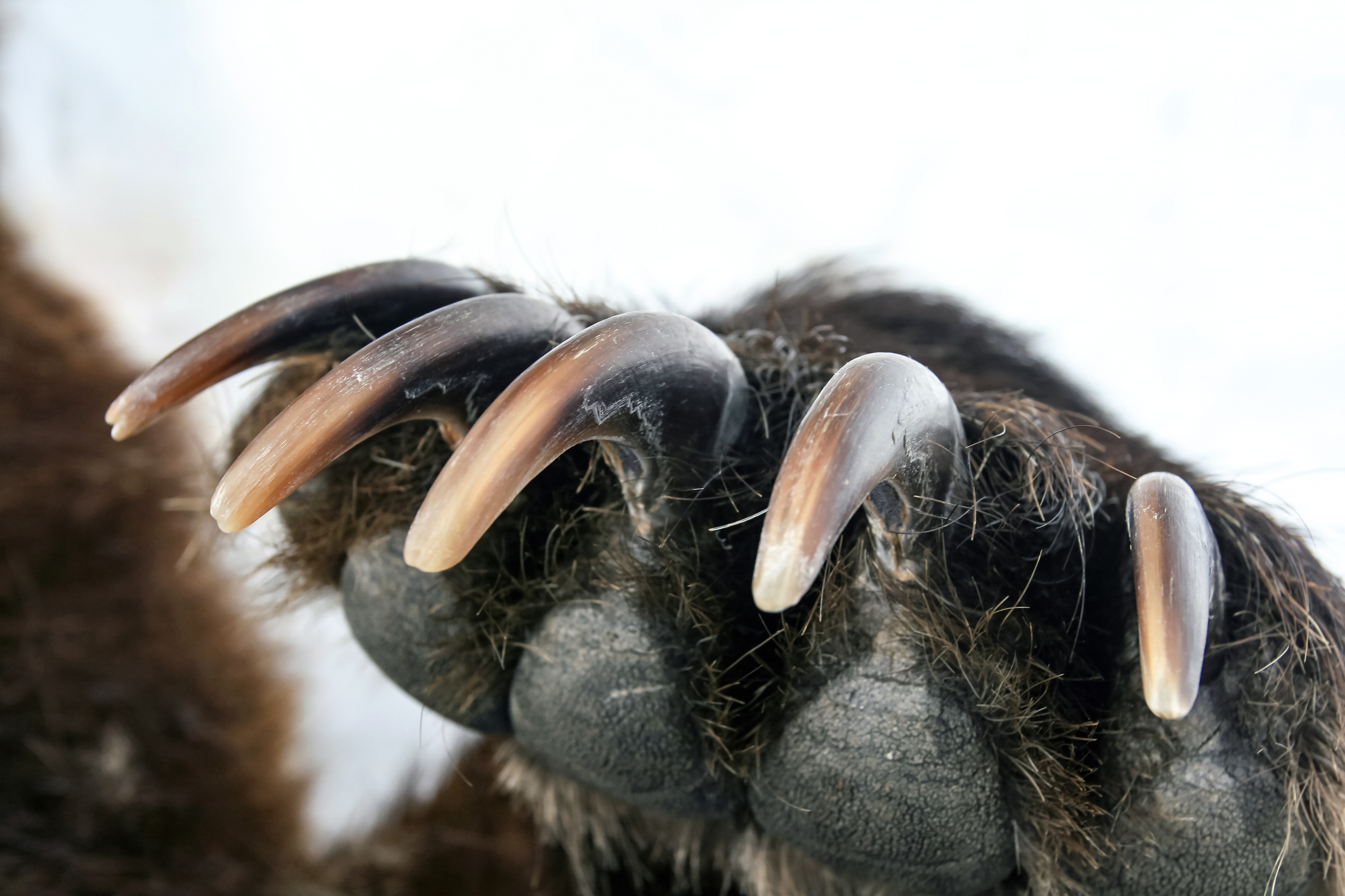 bitcoin bear claw bull trap