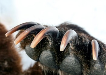 bitcoin bear claw bull trap