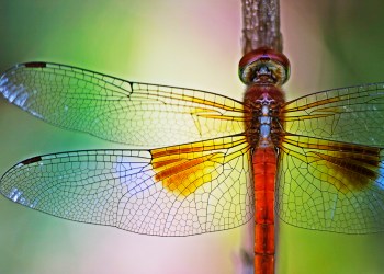 bitcoin dragonfly doji