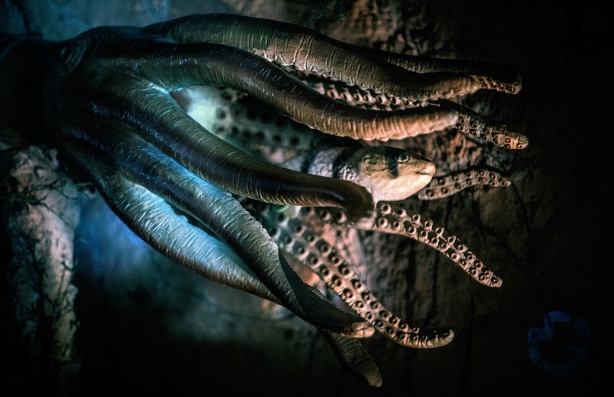 octopus
