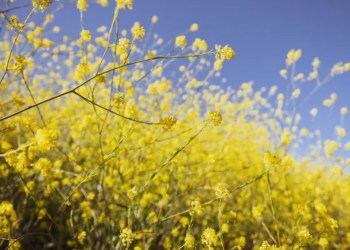 Ethereum ETH ETHUSD OHM OlympusDAO