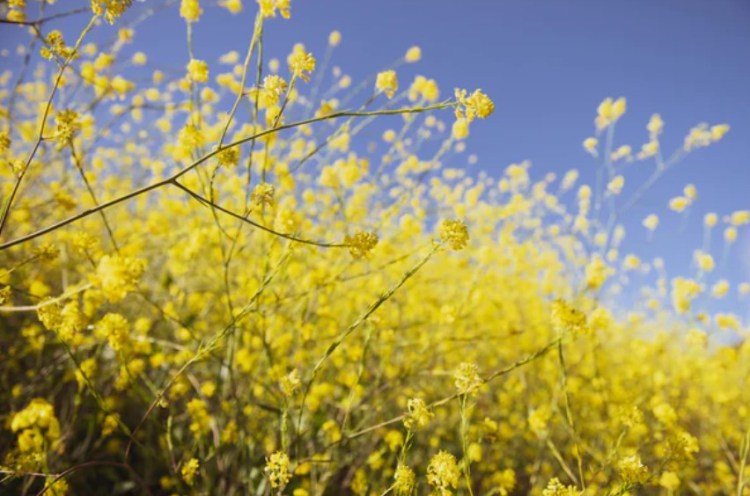 Ethereum ETH ETHUSD OHM OlympusDAO