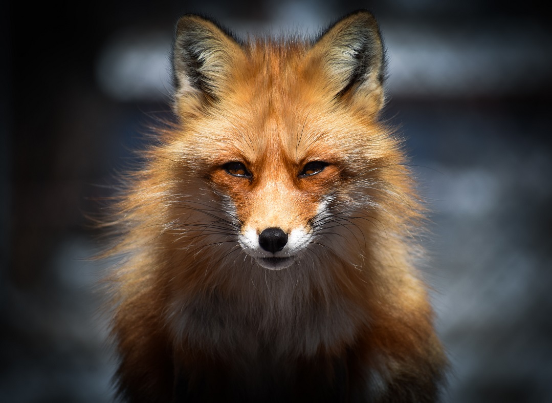 ShapeShift, a fox stares at the camera