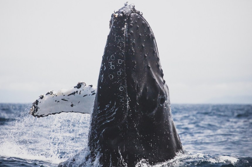 Bitcoin whale