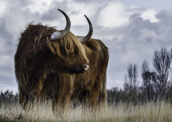 Bitcoin Bull