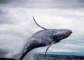 Bitcoin Exchange Reserves Make A Downtrend, Are Whales Starting To Accumulate?