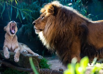 Uniswap Community Is Reacting Against the New Proposal, Here is Why