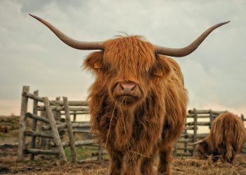 Bitcoin Bull