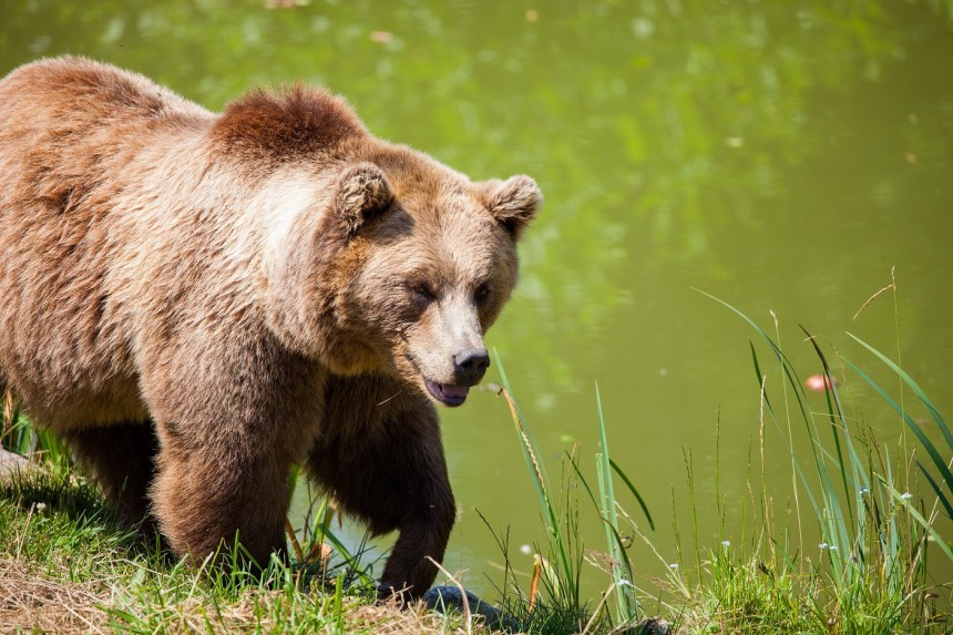 Bitcoin Bear