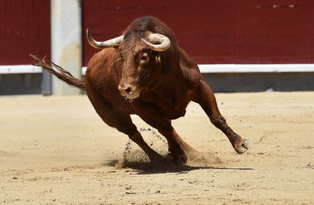Picture of a charging brown bull