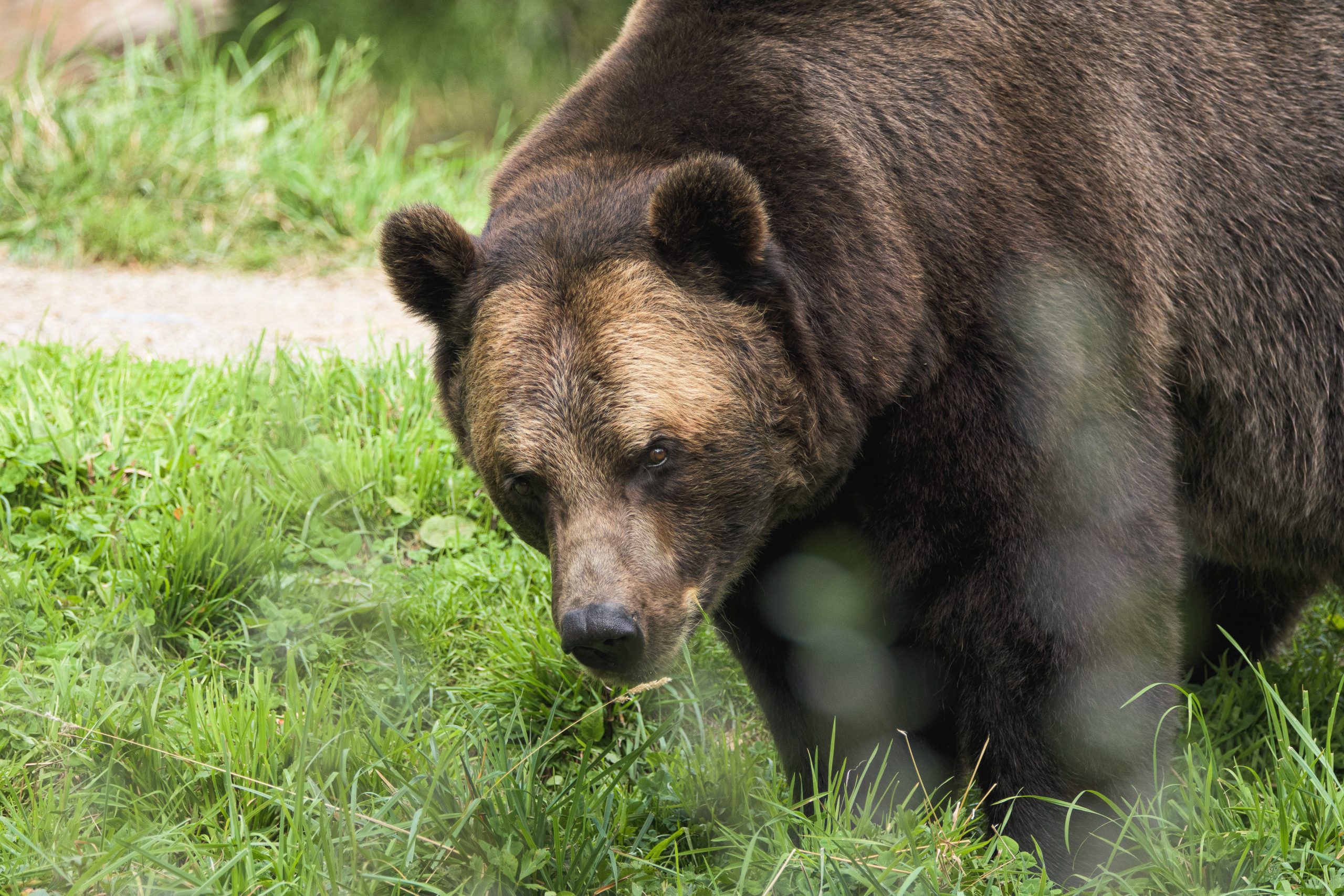 Bitcoin Bearish