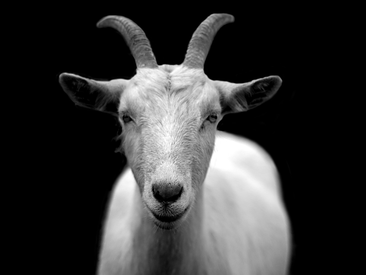 BitGo, a Goat for the Chivo wallet