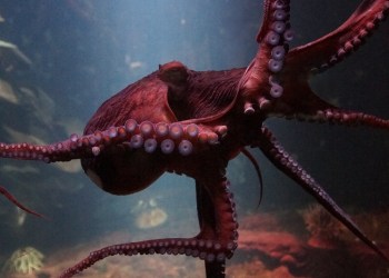 Kraken, an octopus
