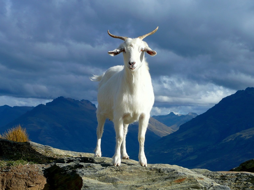 Chivo, a goat over a mountain