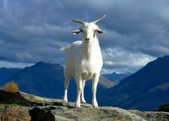 Chivo, a goat over a mountain