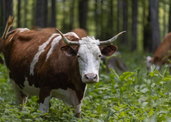 bitcoin bulls out of the woods