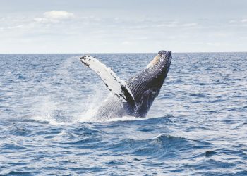 Bitcoin Bullish Signal: Whales Are Building Their Positions On Derivatives