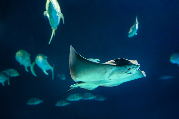 Manta Network
