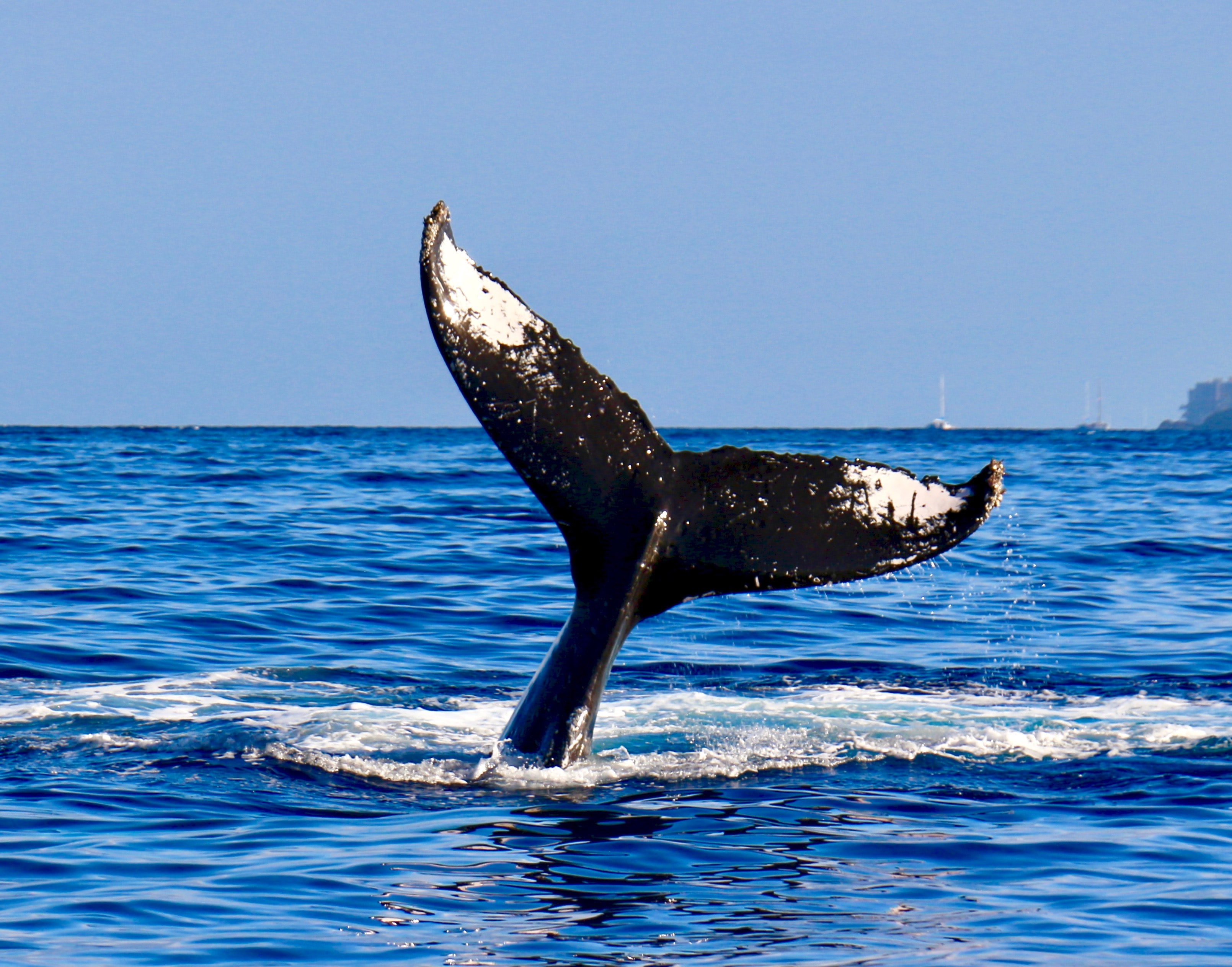 Data Shows Whales Are Dumping, But Bitcoin Holds Above $60k