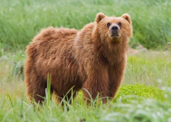 Picture of a bear as bitcoin leads market outflows