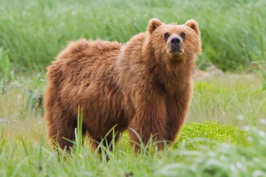 Picture of a bear as bitcoin leads market outflows
