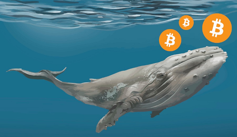 Picture of a whale with bitcoin logo