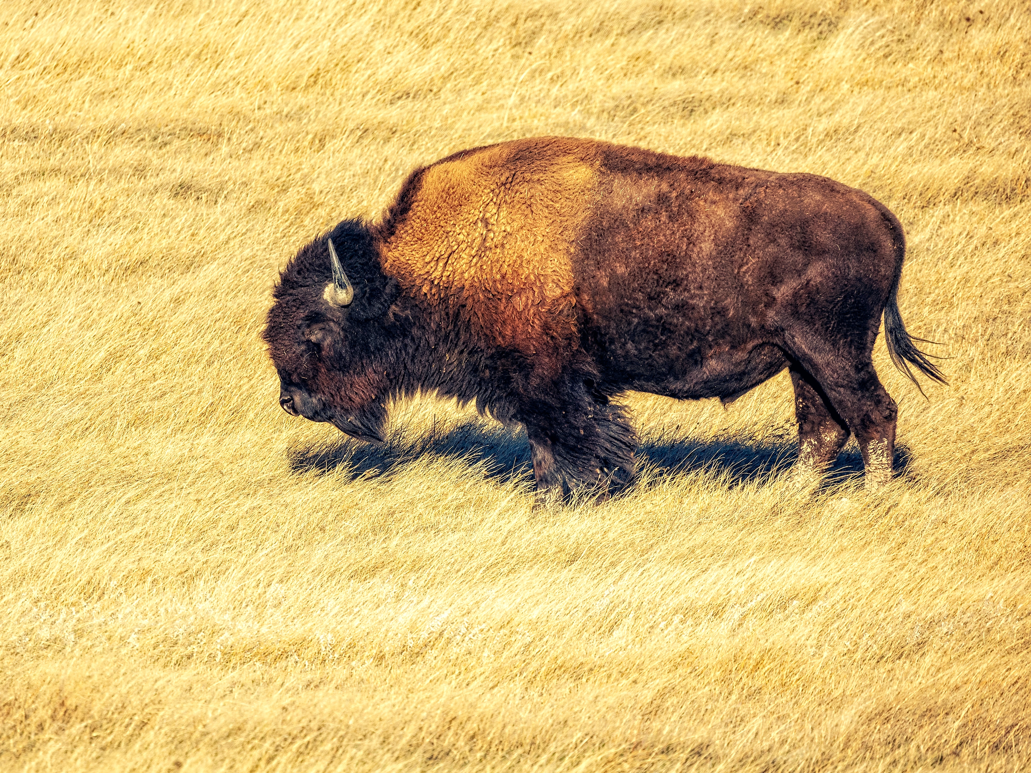 Bitcoin Bullish Signal: Open Interest Shows Strong Trend Up