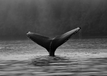 Bitcoin Whale