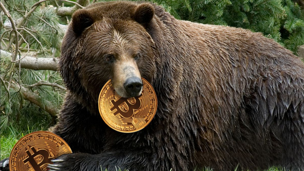 Bear holding bitcoin in mouth