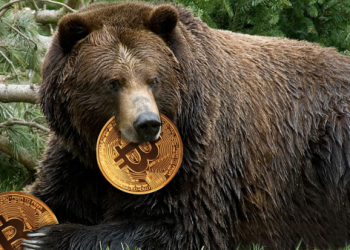 Bear holding bitcoin in mouth