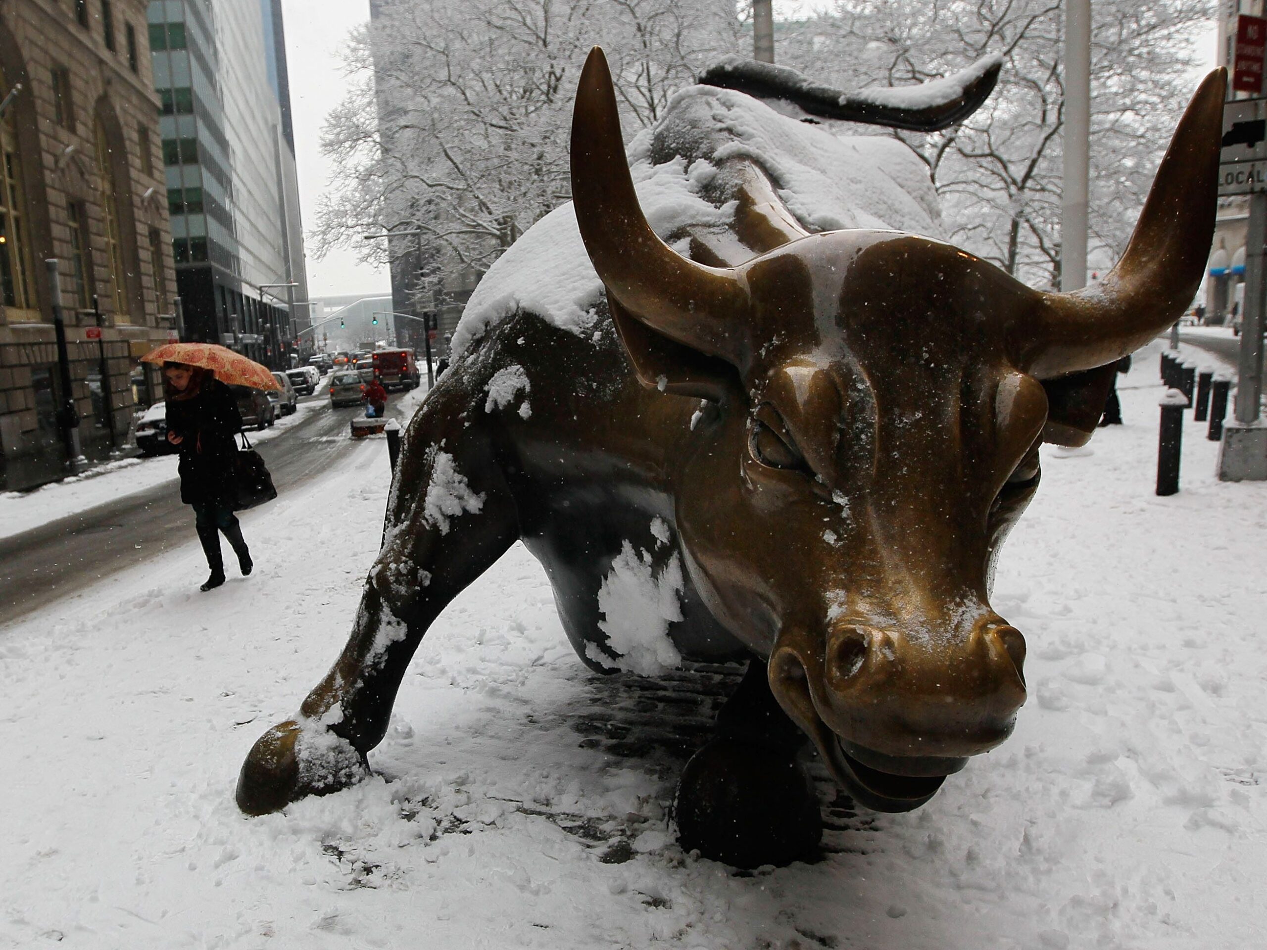 Bull