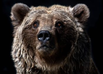Bitcoin Bear