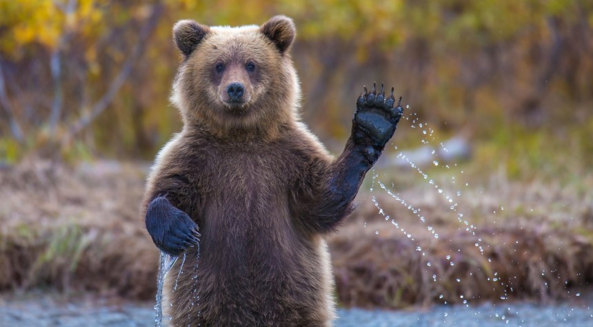 Bear waving