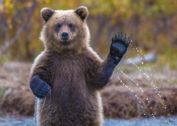 Bear waving