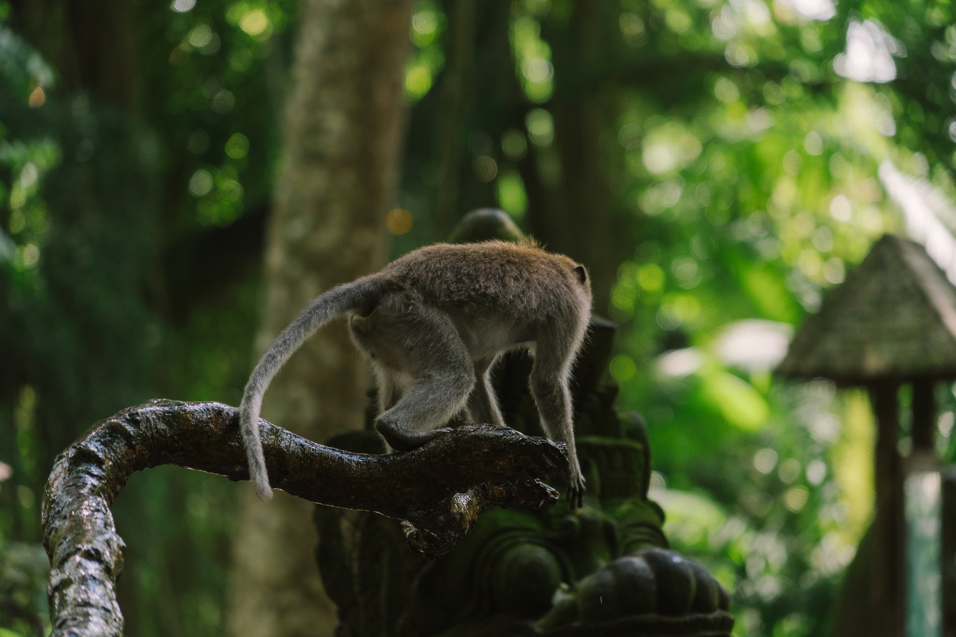 ApeCoin Price Declines Regardless of Time’s Announcement Of Using APE As Payment