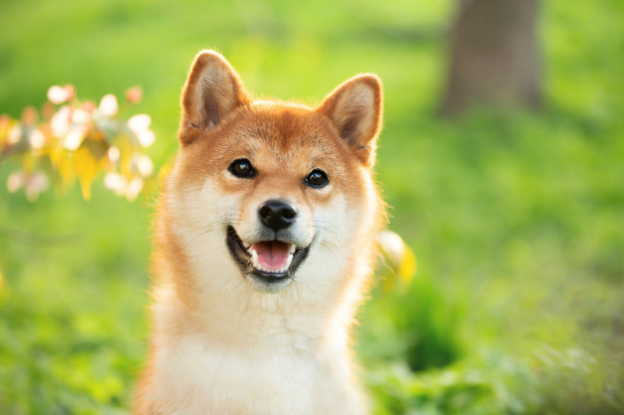 Dogecoin Climbs 6% In Last 24 Hours – Can DOGE Maintain Its All-Green Aura?