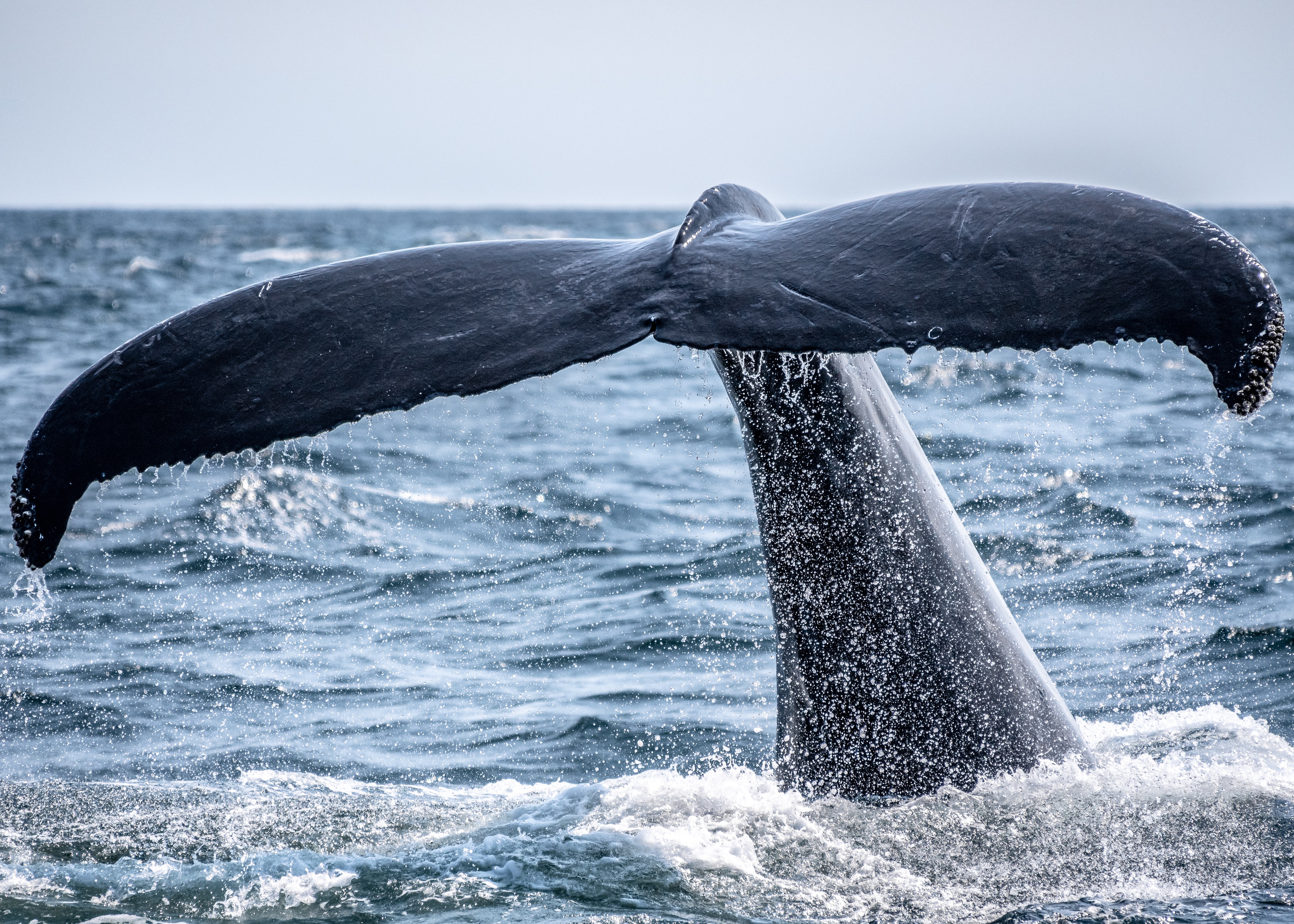 On-Chain Data: Bitcoin Whales Buy The Dip As BTC Drops To $39k