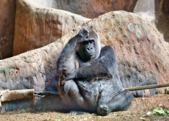 Why Are People Going Ape For Crypto?