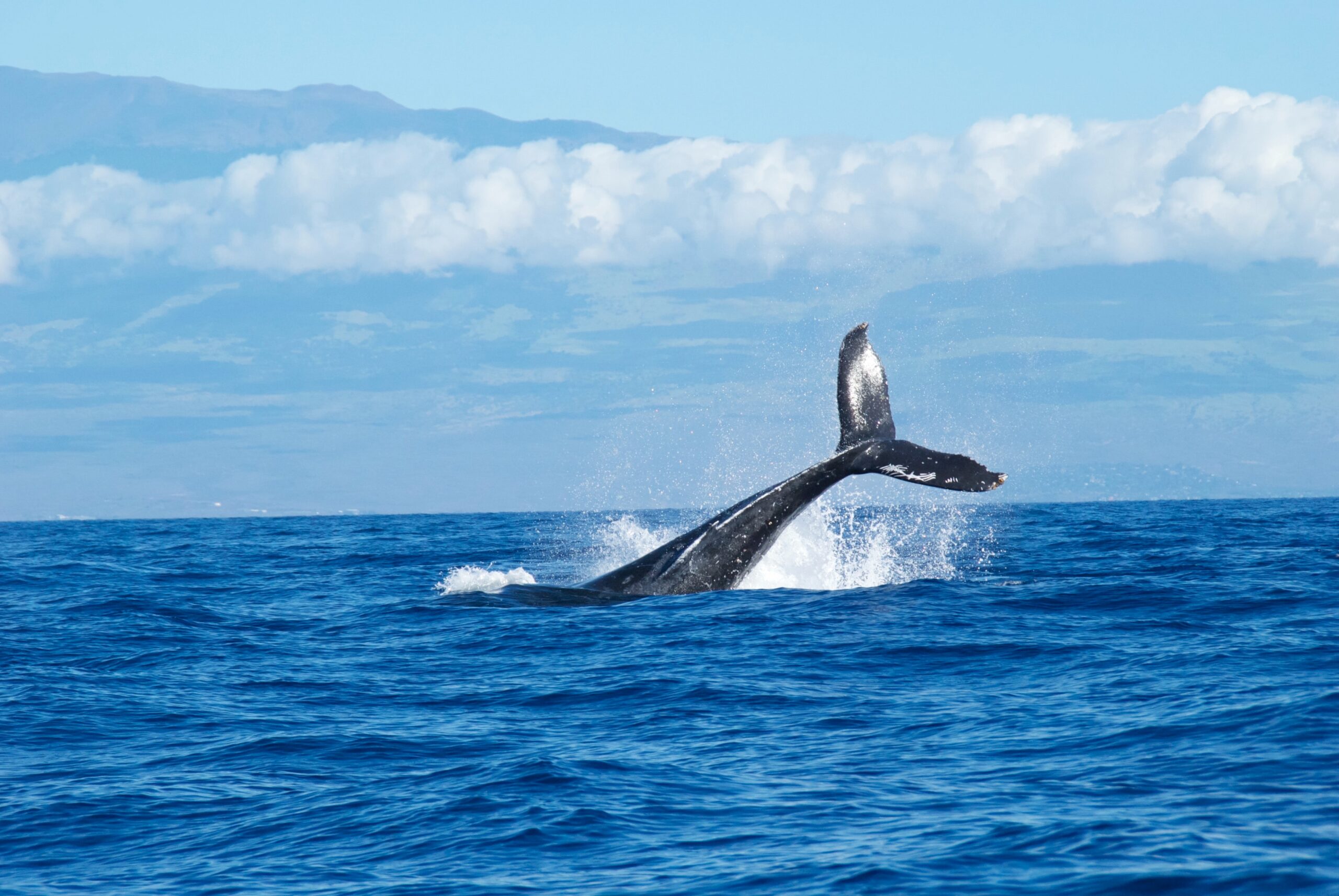 Bitcoin Bearish Signal: Whales Ramp Up Dumping