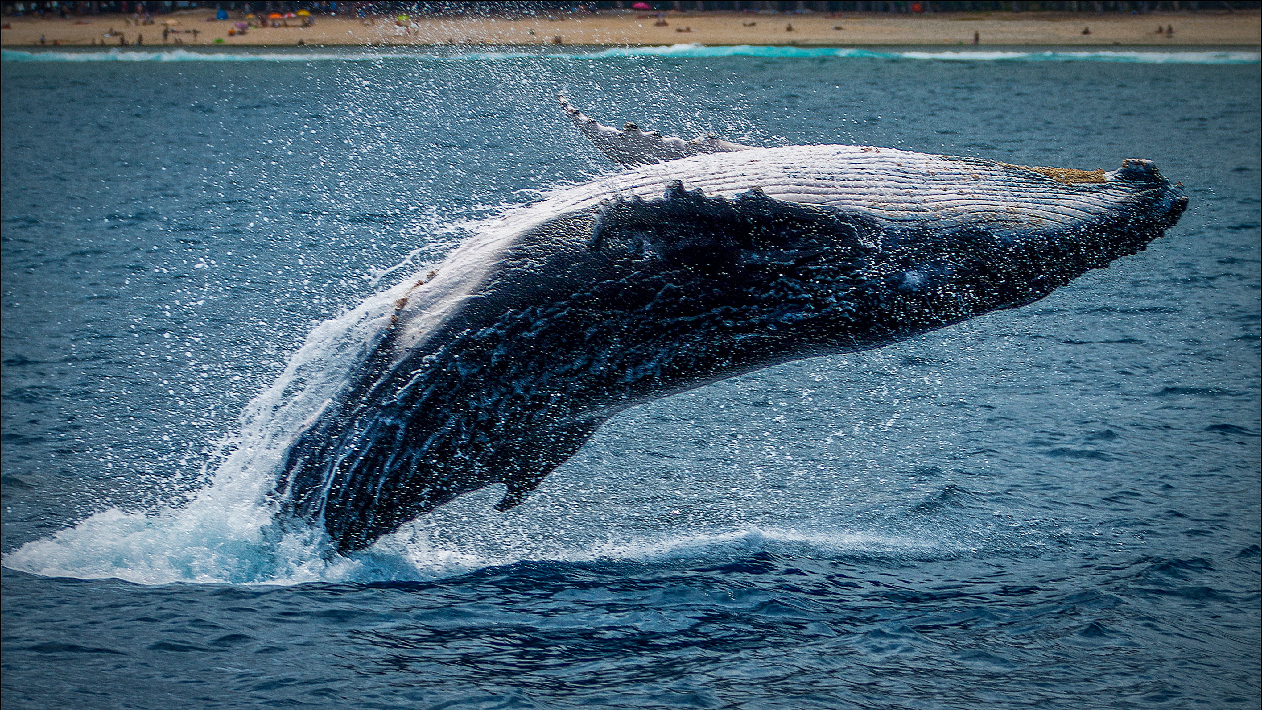Bitcoin Bearish Signal: Whale Ratio Continues To Stay At High Value