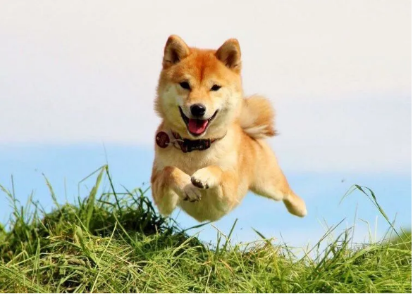Shiba Inu Hops By 45% In A Week – What Could Have Pushed SHIB Up?